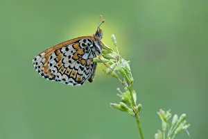 Fritillary: Glanville Fritillary