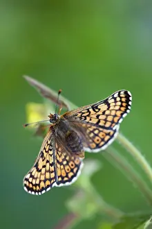 Cinxia: Glanville Fritillary Butterfly