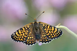 Cinxia: Glanville Fritillary Butterfly