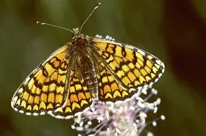 Melitaea: Glanville Fritillary Butterfly