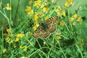 Melitaea: Glanville Fritillary BUTTERFLY