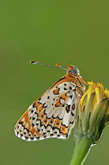 Melitaea: Glanville Fritillary Butterfly