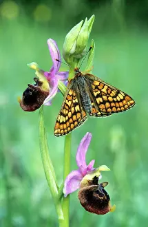 Melitaea: Glanville Fritillary Butterfly - Late spider-orchid
