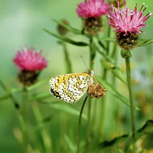 Melitaea: Glanville Fritillary BUTTERFLY - resting on flower