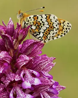 Melitaea: Glanville Fritillary - on Lady Orchid (Orchis purpurea)