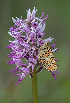 Lepidopterae: Glanville Fritillary, Melitaea cinxia settled on