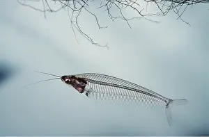 Transparent: GLASS CATFISH