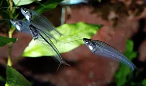 Catfishes: Glass Catfish / X-ray fish