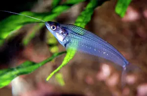 Catfishes: Glass Catfish / X-ray fish