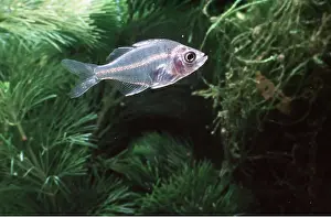 Glass: GLASS FISH / CHANDA LALA