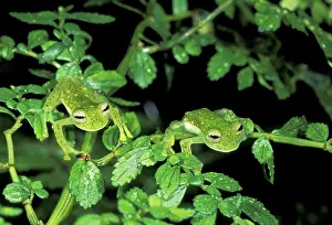 Cochranella: Glass Frog
