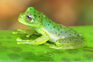 Centrolene: Glass Frog