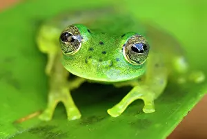 Centrolene: Glass Frog