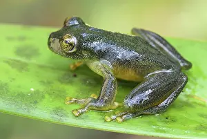 Cochranella: Glass Frog