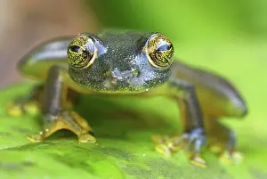 Cochranella: Glass Frog