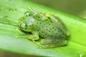 Centrolene: Glass Frog