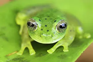 Centrolene: Glass Frog
