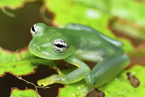 Centrolene: Glass Frog