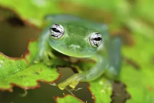 Centrolene: Glass Frog