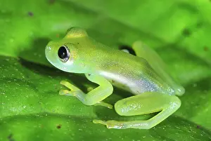 Cochranella: Glass Frog
