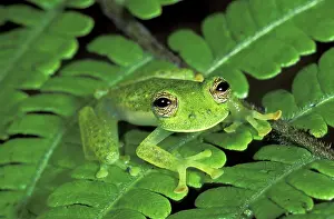 Cochranella: Glass Frog