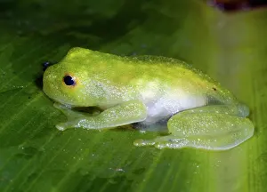 Fleischmanni: Glass Frog