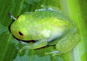 Fleischmanni: Glass Frog