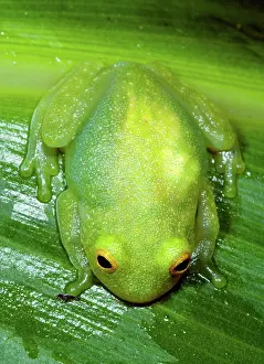 Fleischmanni: Glass Frog