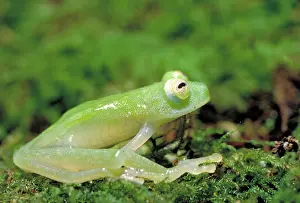 Hyalinobatrachium: Glass frog