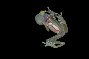 Glassfrog: Glass Frog (Hyalinobatrachium cappellei, ex Hylella