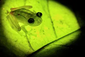 Glassfrog: Glass Frog (Hyalinobatrachium cappellei, ex Hylella