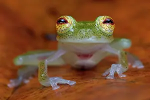 Glassfrog: Glass Frog (Hyalinobatrachium cappellei, ex Hylella
