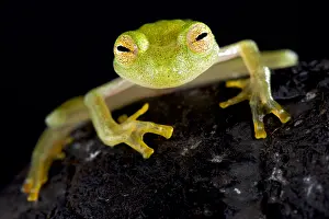 Glassfrog: Glass frog (Hyalinobatrachium cappellei)