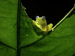 Ilex: Glass frog (Sachatamia ilex), Colombia