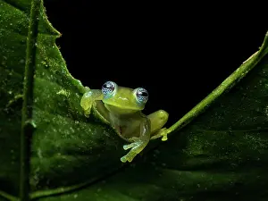 Ilex: Glass frog (Sachatamia ilex), Colombia
