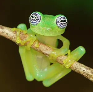 Ilex: Glass frog (Sachatamia ilex) hangs on branch, Costa