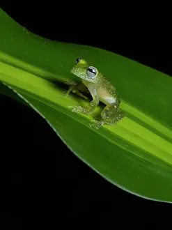 Camouflages: Glass Frog (Teratohyla pulverata), Colombia