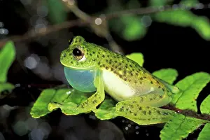 Sacs: Glass Frog - with vocal sac inflated