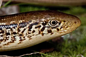 Oklahoma: Glass Lizard Portrait