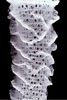 Sponges: GLASS SPONGE also known as Venus Flower Basket
