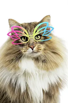 Glasses: Cat