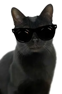 Bombays: Cat