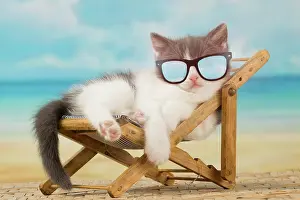 Chilling: Cat
