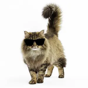 Glasses: Cat