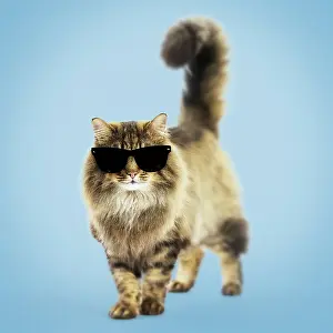 Cool: Cat