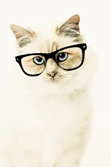 Birmans: Cat
