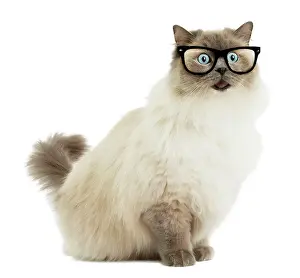 Shock: Cat