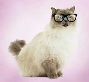 Shock: Cat
