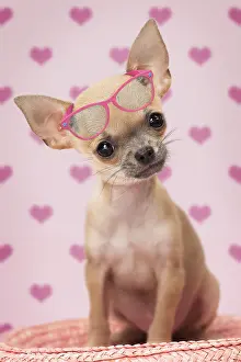 Cocked: Dog