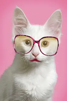 Glasses: Cat